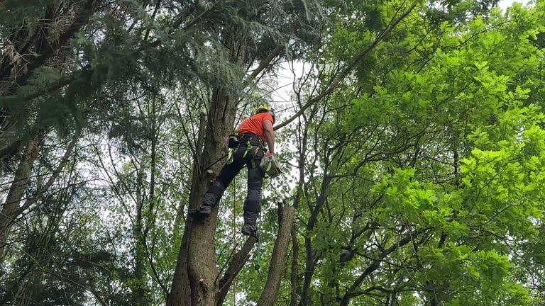 How Our Tree Care Process Works  in Essexville, MI